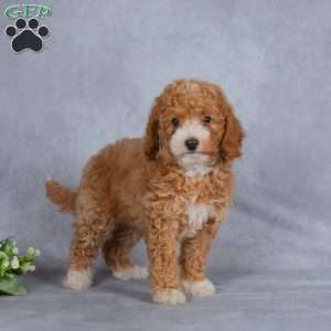 Crimson, Miniature Poodle Puppy
